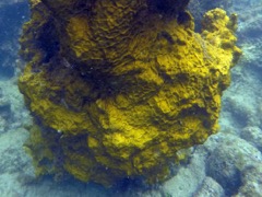 Brown Variable Sponge (?)